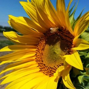 Meet your Posher, CC